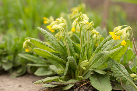 Flowering of medicinal forest primrose in spring in the gardenの写真素材