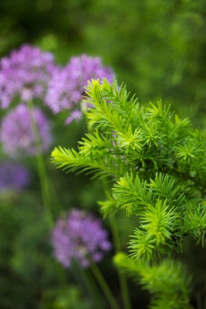 Young juicy shoots of berry yew in the garden, close-upの写真素材