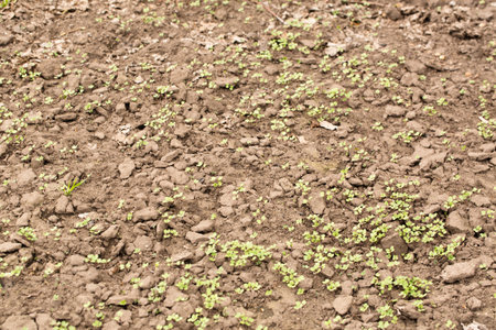 sowing of mustard for organic fertilization on the soilの写真素材