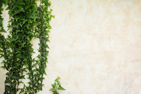 Evergreen ivy weaves along the wall Beautiful background with organic elementsの写真素材