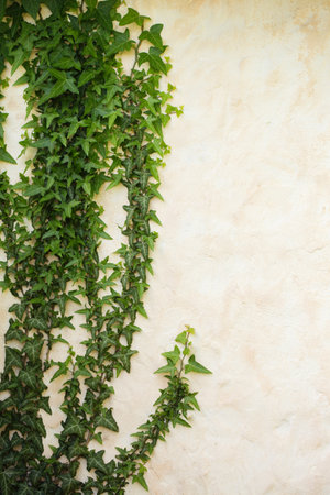 Evergreen ivy weaves along the wall Beautiful background with organic elementsの写真素材