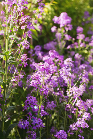 Blooming fragrant matiola, night violet in the gardenの写真素材