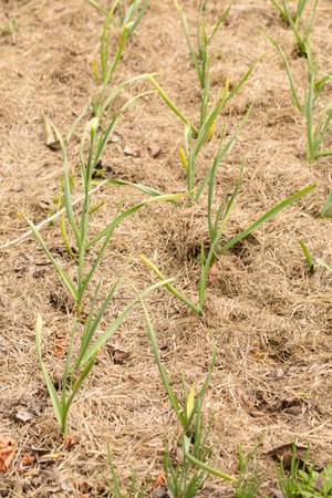 Young garlic plants mulched with dry straw in an organic gardenの写真素材