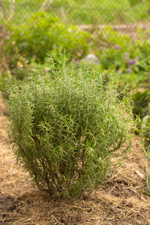 A beautiful rosemary bush mulched with dry straw in an organic gardenの写真素材