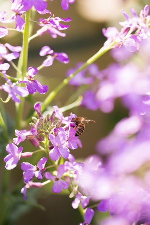 Blooming fragrant matiola, night violet in the gardenの写真素材