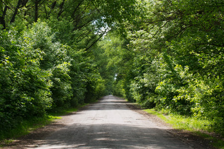 Road with green leaving trees into the distance on a sunny dayの写真素材