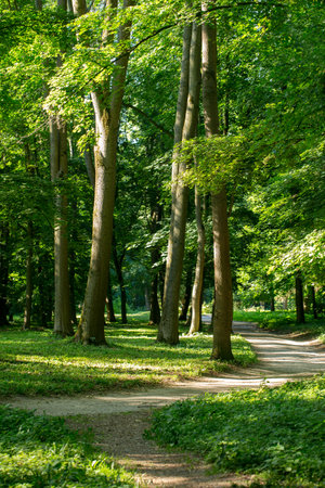 Walking path in the spring park in springの写真素材