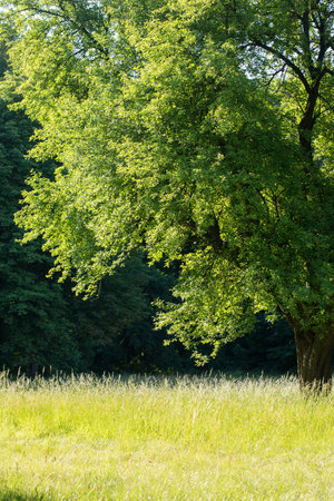 A big old tree on a lawn with grass on a sunny summer day in the parkの写真素材