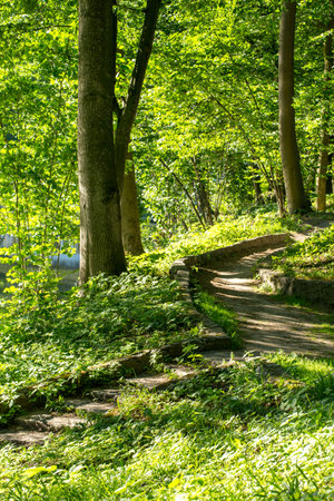 Walking path in the spring park in springの写真素材