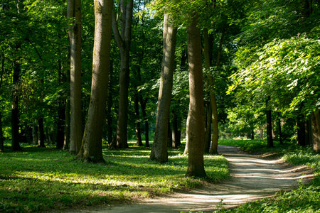 Walking path in the spring park in springの写真素材