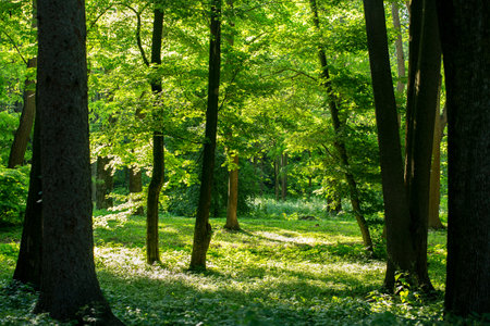 A trees on a lawn with grass on a sunny summer day in the parkの写真素材