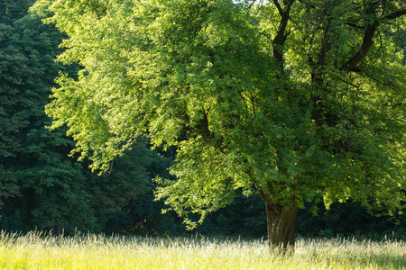A big old tree on a lawn with grass on a sunny summer day in the parkの写真素材