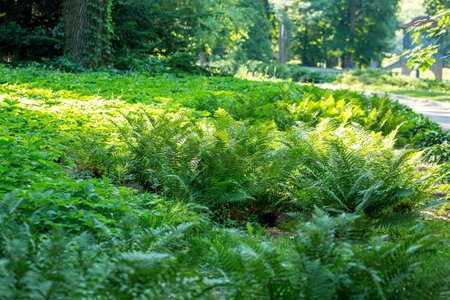 lush fern greens on a sunny morning in a spring parkの写真素材