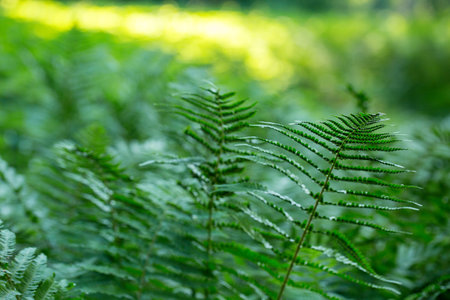 lush fern greens on a sunny morning in a spring parkの写真素材