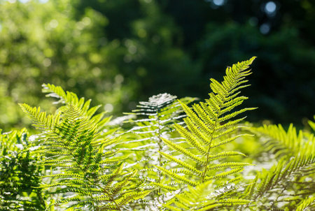 lush fern greens on a sunny morning in a spring parkの写真素材