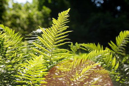 lush fern greens on a sunny morning in a spring parkの写真素材