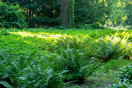 lush fern greens on a sunny morning in a spring parkの写真素材