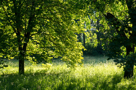A trees on a lawn with grass on a sunny summer day in the parkの写真素材