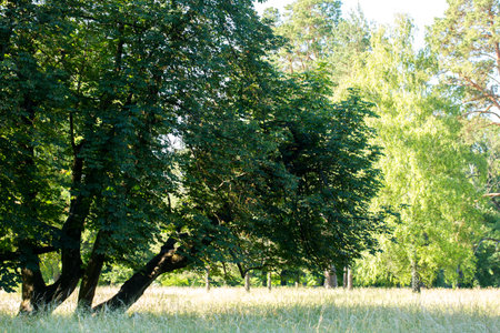 A big old trees on a lawn with grass on a sunny summer day in the parkの写真素材
