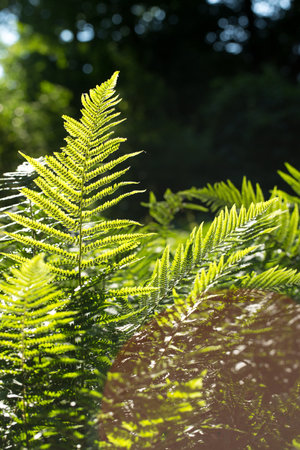 lush fern greens on a sunny morning in a spring parkの写真素材