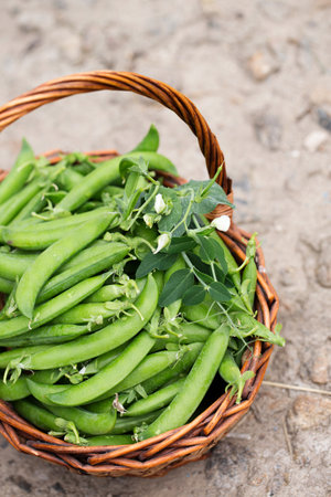 Ripe fresh green peas in a wicker basket on a rustic backgroundの写真素材