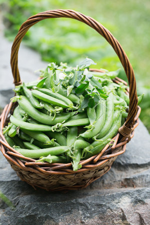 Ripe fresh green peas in a wicker basket on a rustic backgroundの写真素材