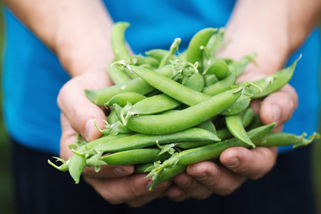 a man holds a fresh sweet green peas in his hands, close-upの写真素材
