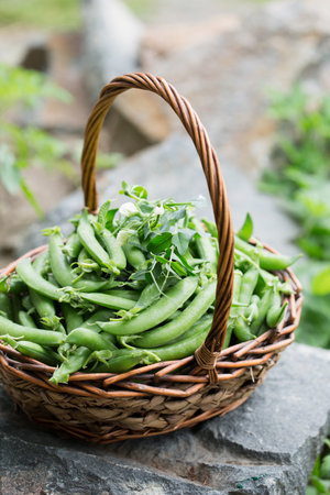 Ripe fresh green peas in a wicker basket on a rustic backgroundの写真素材