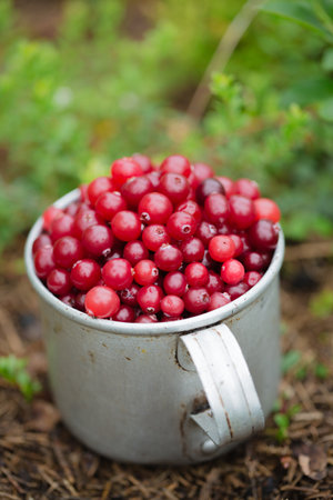 ripe juicy cranberry in vintage metal cup in the garden near the cranberry bushの写真素材