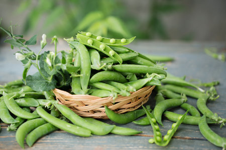 Ripe fresh green peas in a wicker basket on a rustic backgroundの写真素材