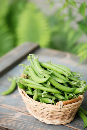 Ripe fresh green peas in a wicker basket on a rustic backgroundの写真素材