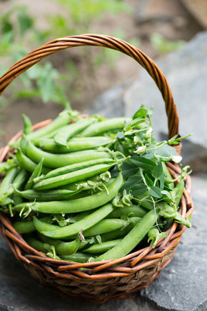 Ripe fresh green peas in a wicker basket on a rustic backgroundの写真素材