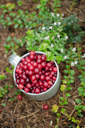 ripe juicy cranberry in vintage metal cup in the garden near the cranberry bushの写真素材