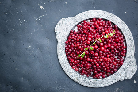 Ripe juicy cranberries in a metal tray on a bed of cranberries in the gardenの写真素材