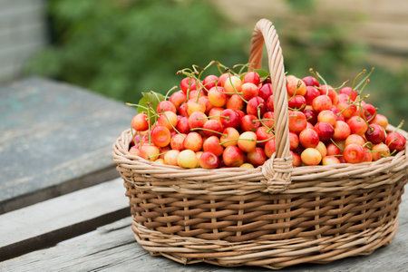 A large wicker basket with ripe sweet cherries on the grass in the gardenの写真素材