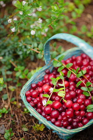 sour wild berry cranberries in a blue wicker basket in the garden near the cranberry bushの写真素材