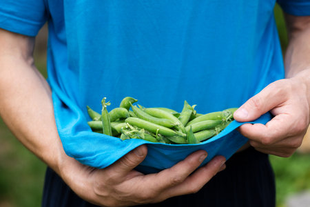 a man holds a fresh sweet green peas in his hands, close-upの写真素材
