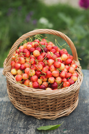 A large wicker basket with ripe sweet cherries on the grass in the gardenの写真素材