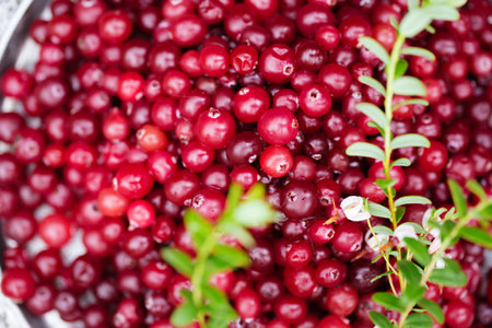 Ripe juicy cranberries with twigs in the gardenの写真素材