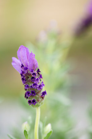 Purple fragrant lavender blooms in a sunny summer gardenの写真素材