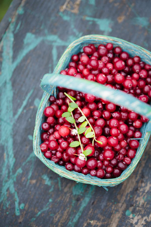sour wild berry cranberries in a blue wicker basket on a rustic backgroundの写真素材