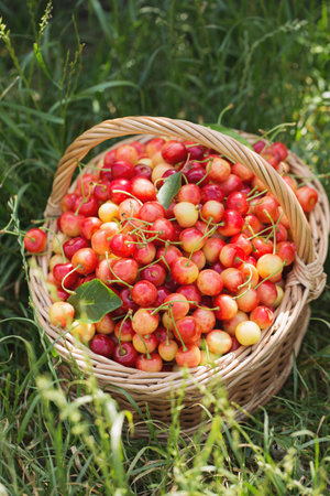 A large wicker basket with ripe sweet cherries on the grass in the gardenの写真素材