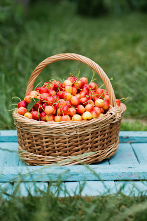 A large wicker basket with ripe sweet cherries on the grass in the gardenの写真素材