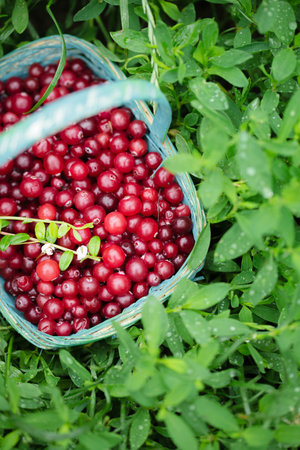 sour berry cranberries in a blue wicker basket on a stump in the gardenの写真素材