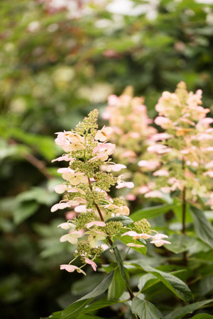 beautiful blooming hydrangea growing in the garden