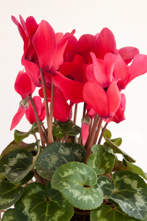 Blooming potted flower Pink cyclamen on a light backgroundの写真素材