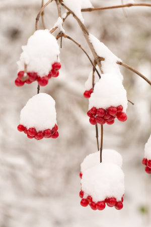 Bunches of juicy viburnum berries sprinkled with snow in a winter gardenの写真素材