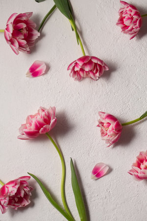 Beautiful bouquet of pink terry tulips on a light textured backgroundの写真素材