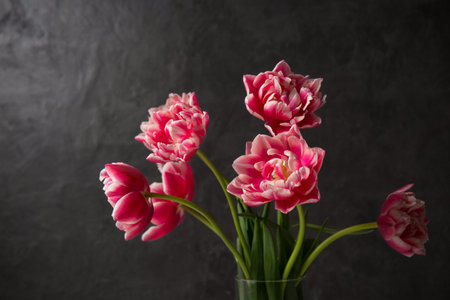 Beautiful bouquet of pink terry tulips in a transparent glass vase on a dark background