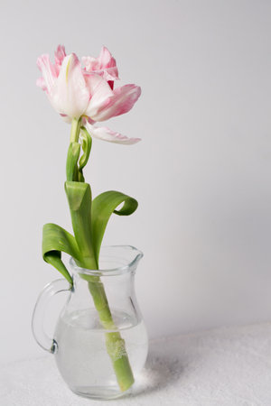 A beautiful pink tulip flower in a clear glass jugの写真素材